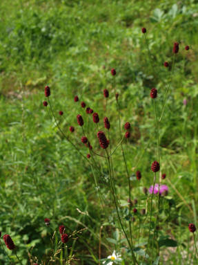Burnet medicin (Sanguisorba officinalis)