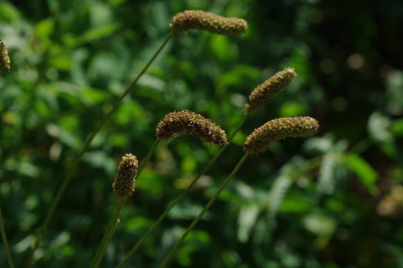 Burnet-lääke (Sanguisorba officinalis)
