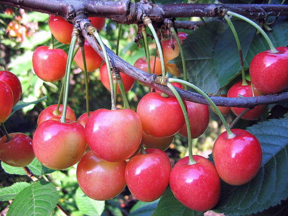 Duke - cherry and cherry hybrids