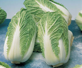 Peking cabbage F1 Manoko