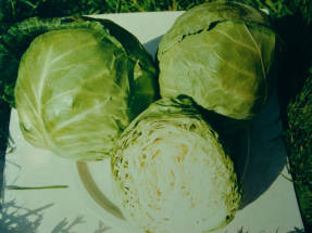 White cabbage F1 Kazachok