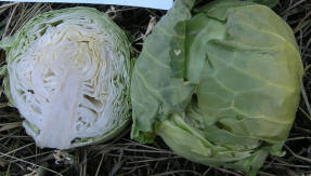 White cabbage F1 Express