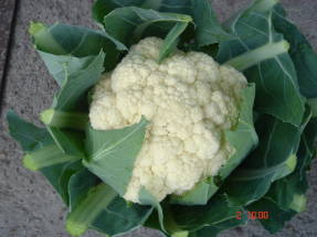 Cauliflower Guarantee