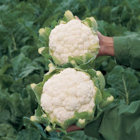 Cauliflower Goodman