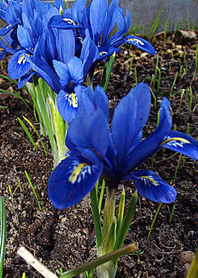 জোরপূর্বক বাল্বস irises