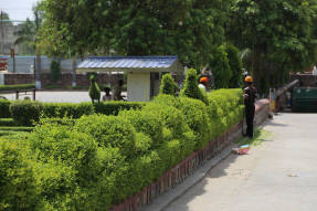 Trimming a topiary hedge in Agra