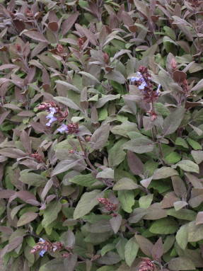 Salvia officinalis purpurascens