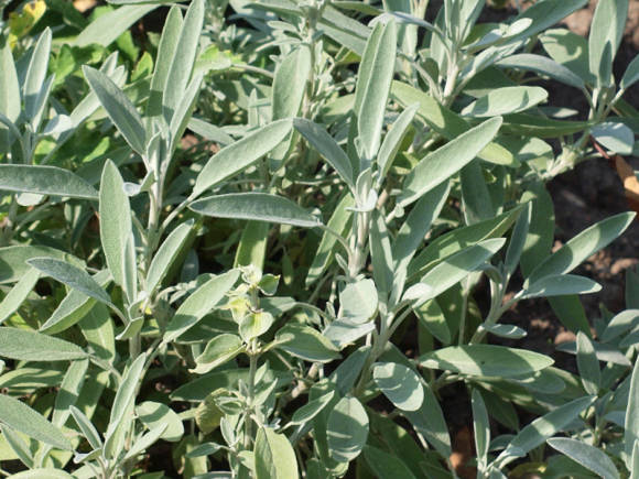 Sage officinalis (Salvia officinalis)
