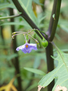 Solanácea lobular (Solanum laciniatum)