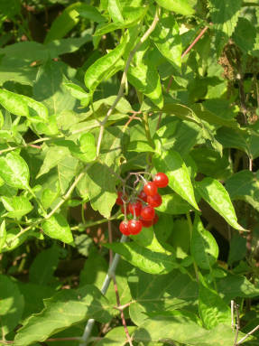 Bittersweet nightshade (Solanum dulcamara)