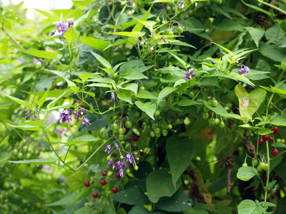 Saldžiosios nakvišos (Solanum dulcamara)