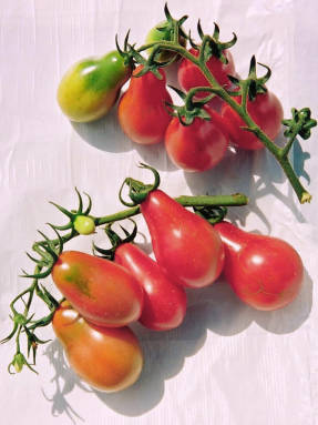 Tomato Ballerinka