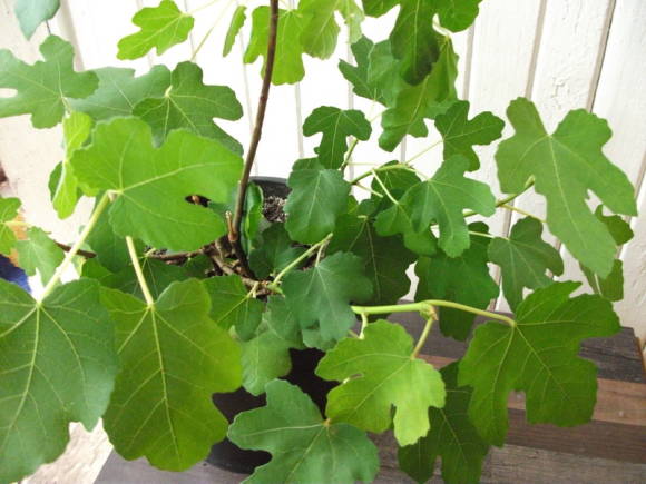 Fig, or ficus carica (Ficus carica)