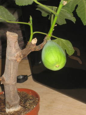Fig, or ficus carica (Ficus carica)
