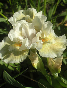 Iris Droplet (MDB): dos toneladas, iridiscente, semi-vaporoso, corrugado