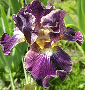 Iris Blackcurrant (IB) - luminosa, semivapor, ondulada