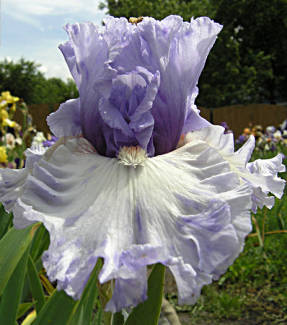 Iris Adoregon (TB) - de dues tones inverses, semi-vapor, molt ondulat