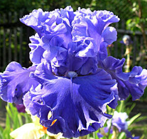 Garden classification of irises