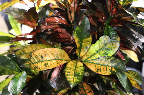 Variegated codiaum: care, reproduction, pests and diseases