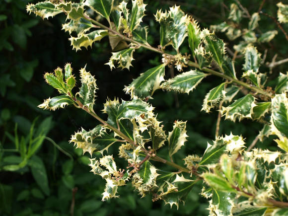 Holly (Ilex aquifolium), žydinti