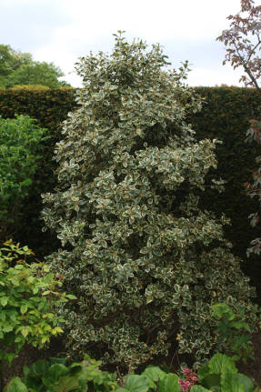 ஹோலி (Ilex aquifolium), வண்ணமயமான வடிவம்