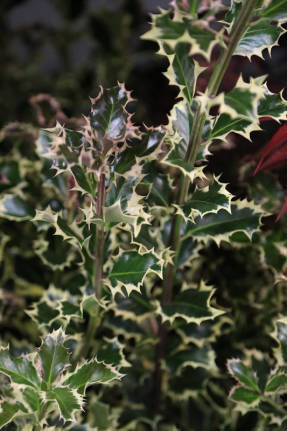 Acebo (Ilex aquifolium) Argenteo-Variegata