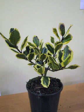 Holly (Ilex aquifolium) Aranykirály