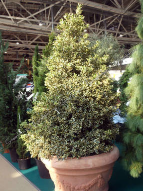 Acebo (Ilex aquifolium) Aureomarginata