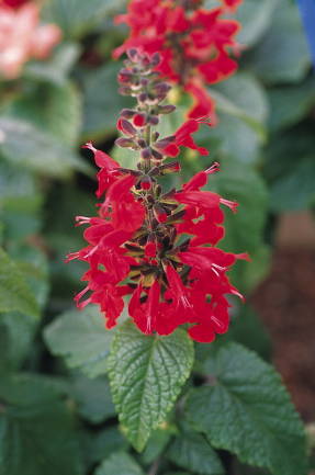 Salvia ryškiai raudona (Lady in Red). Nuotrauka: Benary