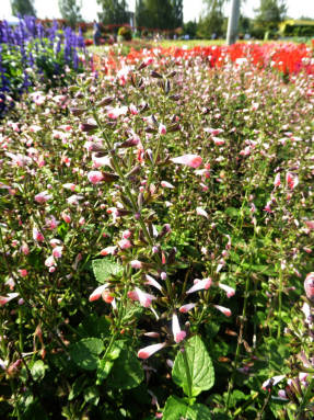 Salvia coccinea Jewel Pink