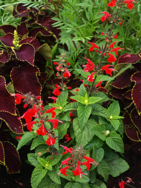 Salvia ryškiai raudona (Salvia coccinea)