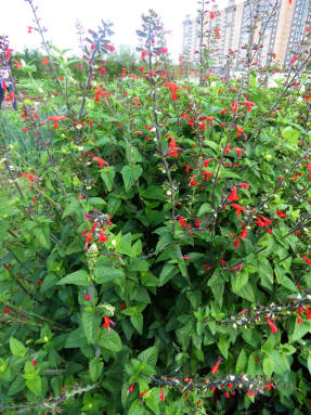 Salvia vermelho vivo: variedades, crescendo a partir de sementes