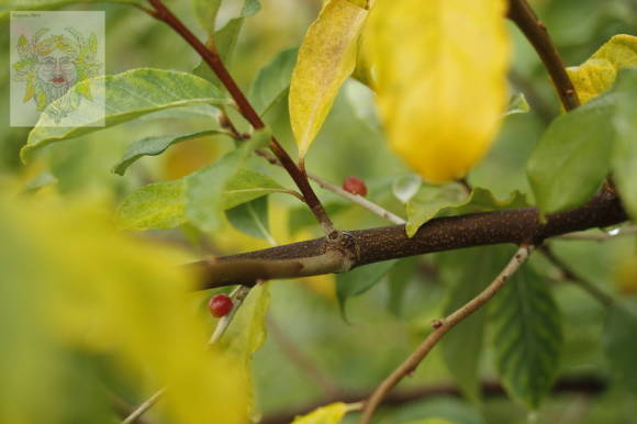 Akigumi, or umbrella sucker (Elaeagnus umbellata)