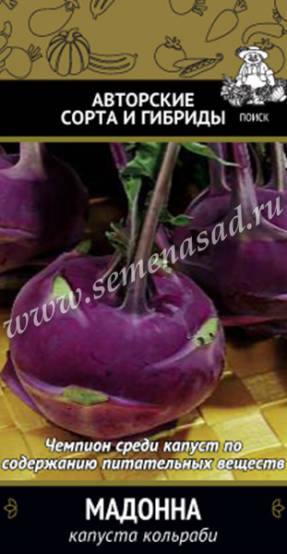 Kohlrabi cabbage Madonna