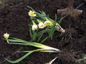 Plants with signs of viral and fungal diseases must be removed along with the bulb.