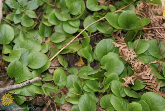 Gaulteria de hojas redondas (Pyrola rotundifolia)
