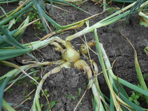 Shallot bulbs separate themselves from the nest as they ripen. They need to be collected as they appear. And this means that very soon you need to remove all the onions.
