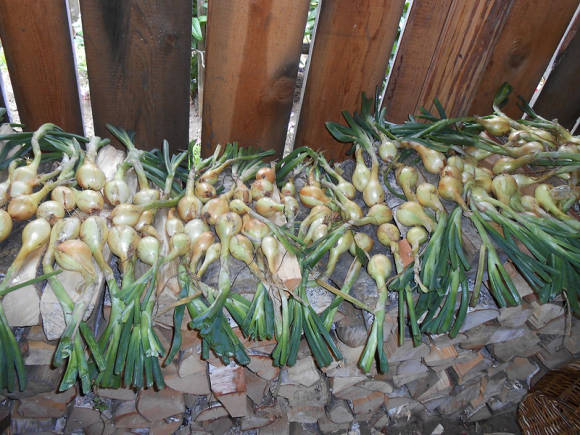 After harvesting, the nutrients from the feathers should return to the bulb. Let the onion be poured under a canopy along with the aboveground part; dry feathers must be trimmed before storing. Dried in this way, it will keep better.