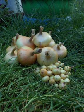 Cuando se cultiva a partir de plántulas, la variedad Stuttgarter Riesen muestra los mejores resultados: algunos bulbos alcanzan una masa de 300 g.