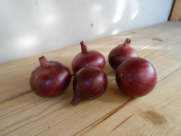 Carmen variety, grown from sevka. The bulbs are medium in size, weighing about 100 g.
