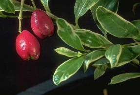 متنوع Syzygium بانيكولاتا
