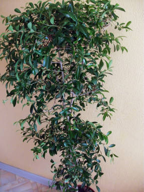 Syzygium paniculata, లేదా యూజీనియా myrtolistnaya
