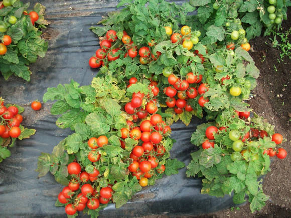 Pomidoras Snegirek