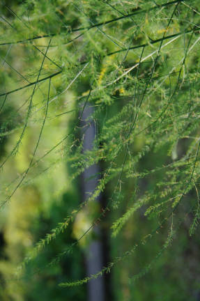 Šparagų vaistinė arba vaistinė (Asparagus officinalis)