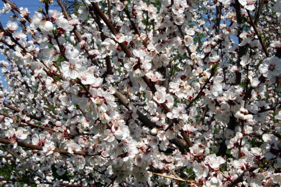 Flowering apricot Lel