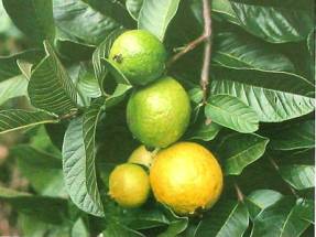 Közönséges guava