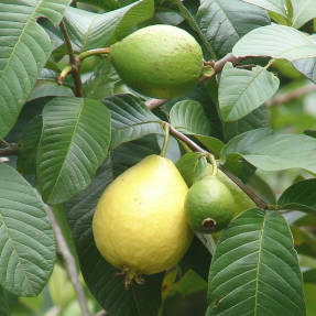 Almindelig guava