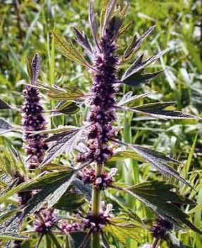Motherwort cordial, five-lobed, and other