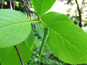 Viburnum leaf roll