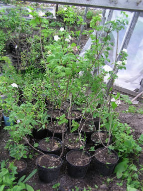 Viburnum container planting material